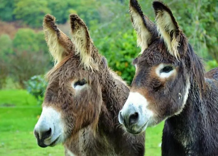 Ursuya By Interhome Lejlighed